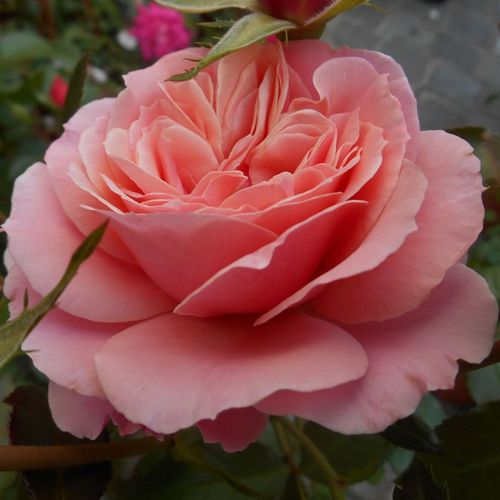 Botticelli ® róże rabatowe floribunda